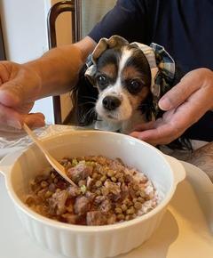 旅行時の食事、獣医師からの指導（軽井沢2025夏-5）