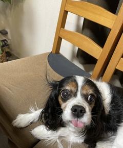 かわいいだけじゃ……ダレですか？