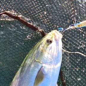 今年最後の釣行は汗ばむほど暖かかった