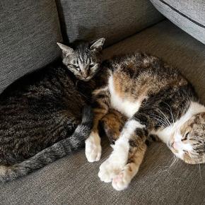 団子迄もう一息