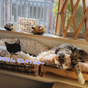 猫の手貸します