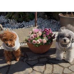 明けましておめでとうございます