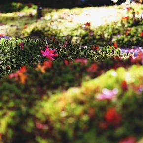 2164. 茶室「汎庵・万里庵」 ＊万博記念公園：紅葉④＊