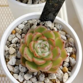 おひとり様キロク 5*