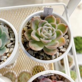 おひとり様キロク 10*