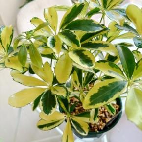 ハッピーイエロー*