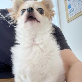 おとちゃん通信。