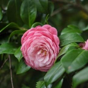 ”【返礼品付きFIP義援金のお願い】”