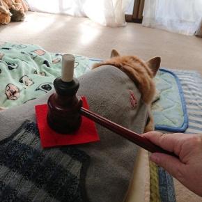 ”恒例年末デート！命のバトン生きる力”