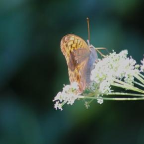 10/10オオウラギンスジヒョウモン～オキナワカラスウリでおしまい