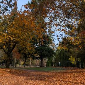 ポメラニアン X パピヨン