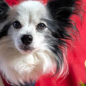 やっとお正月！