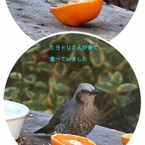 野鳥さん沢山来ています。