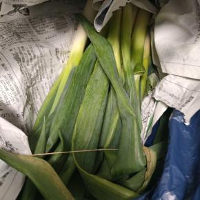 岩津ねぎ（頂き物）～旨1347～