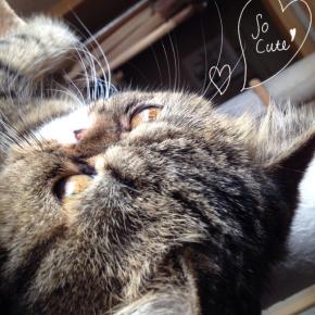 ふんふん(=Φ.Φ＝)音きつっあんは いつもふんふんとしゃべっています