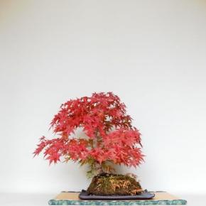 黄門様ゆかりのモミジ