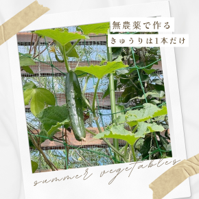 家庭菜園～きゅうり～今年はきゅうりが不作。1本しか育ってない。暑すぎるから？
