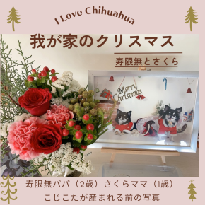 我が家のクリスマス～寿限無・さくらのサンタ写真を飾る 琥太楼・琥次楼～チワワ 寿限無一家