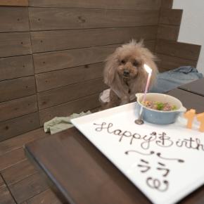 紫陽花を見に行ったよ(*^^*)