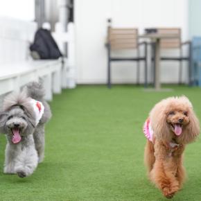 埼玉県・初めて見たアート♪④ランチの後のランラン(*^^*)