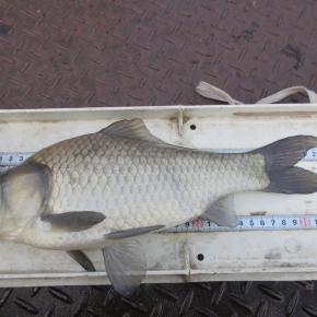 12/30 激渋の円良田湖 納竿