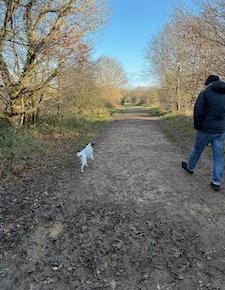 クリスマスあとの森