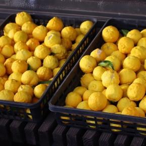 柚子仕事☆庭のようす