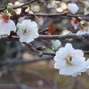 冬桜♪