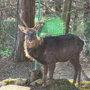 七面山へそのろく