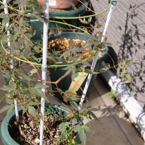 切りたくてたまらない