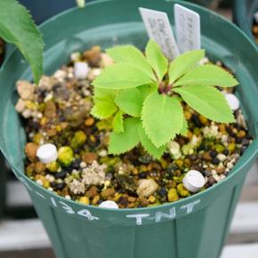 イリュージョンとノスタルジア