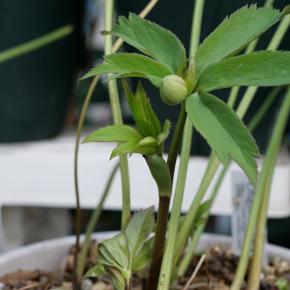 開花間に合わず