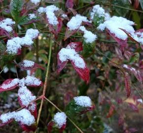 今年最後の雪かな・・・