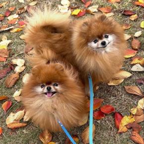 年末年始休業のお知らせ