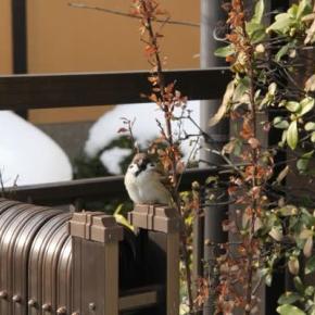 今日はホワイトディー