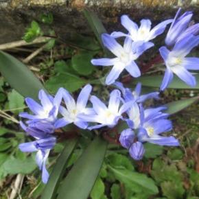 この花の名前は？