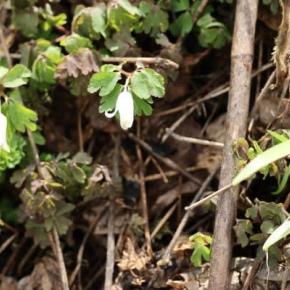 フクジュソウの群生地