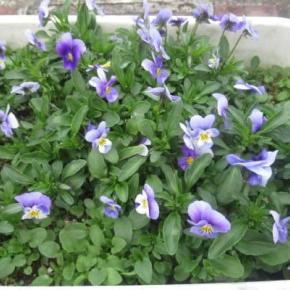 散歩に咲く花 いろいろ