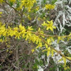 雨になりました