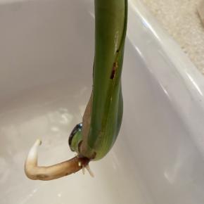 ちょん切ったモンステラの続報