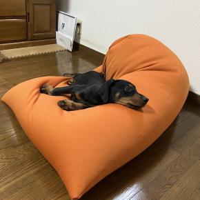 大事なクッション、再起不能