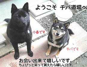 疾走する琥珀姫