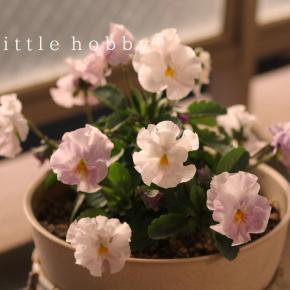 2025 冬のガーデニング パンジーシエルブリエ