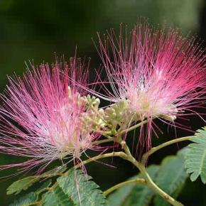 鉢植えの「枝垂れネムノキ」