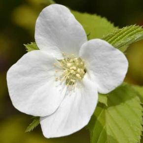 鉢植えの「白山吹」花と実
