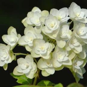 鉢植えの柏葉アジサイ「スノーフレーク」