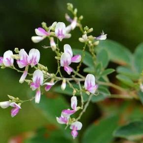 鉢植えの「江戸絞り萩」