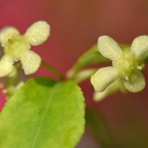 鉢植えの「ニシキギ・コンパクタ」