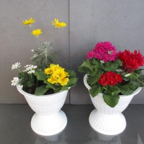 スタンドカップの寄せ植え♪