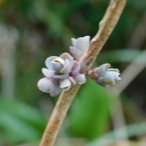 植物図鑑にないこと ミツバベンケイソウの無性芽 エゾシロネのランナー